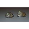 Two (2) Polished Magpie Turbo W/ Pearl Top Half, Sea Shells Beach Craft Aquarium view 4