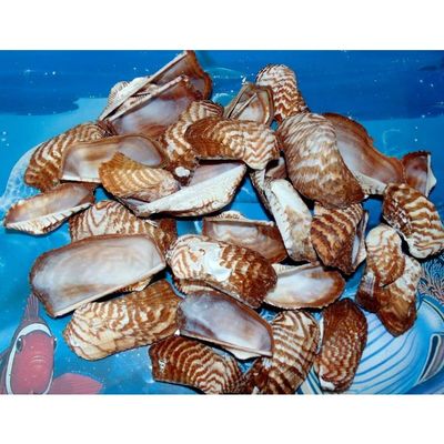 1/2 Pound of Natural Turkey Wing Sea Shells 2 to 2-1/2" Beach Decor Crafts