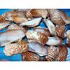 1/2 Pound of Natural Turkey Wing Sea Shells 2 to 2-1/2" Beach Decor Crafts view 2