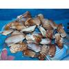 1/2 Pound of Natural Turkey Wing Sea Shells 2 to 2-1/2" Beach Decor Crafts view 3