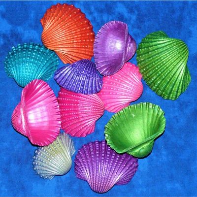 1/2 Pound of 2 to 3" Dyed Ark Sea Shells, Beach Decor Craft Tropical