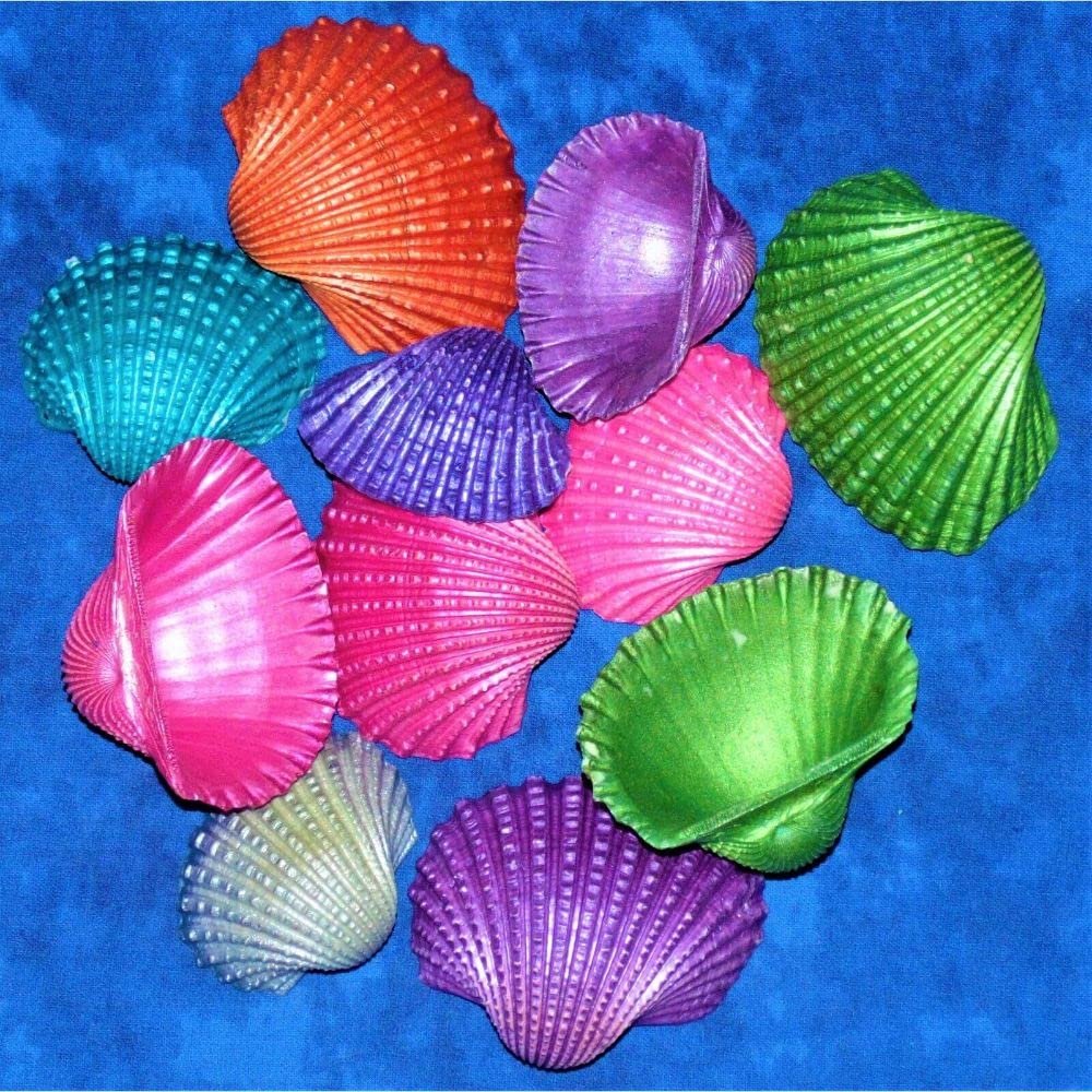 1/2 Pound of 2 to 3" Dyed Ark Sea Shells, Beach Decor Craft Tropical