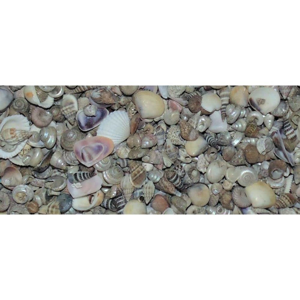 1/2 Pound Tiny Indian Ocean Mix Sea Shell Up to 1/2" Decor Craft Reef