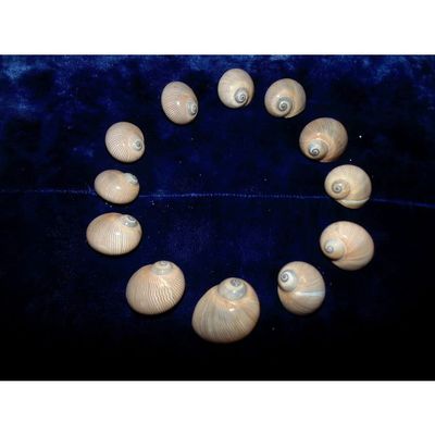 Twelve (12) Natica Lineata Whale Eye Sea Shells 1 to 1-1/2" Decor Craft