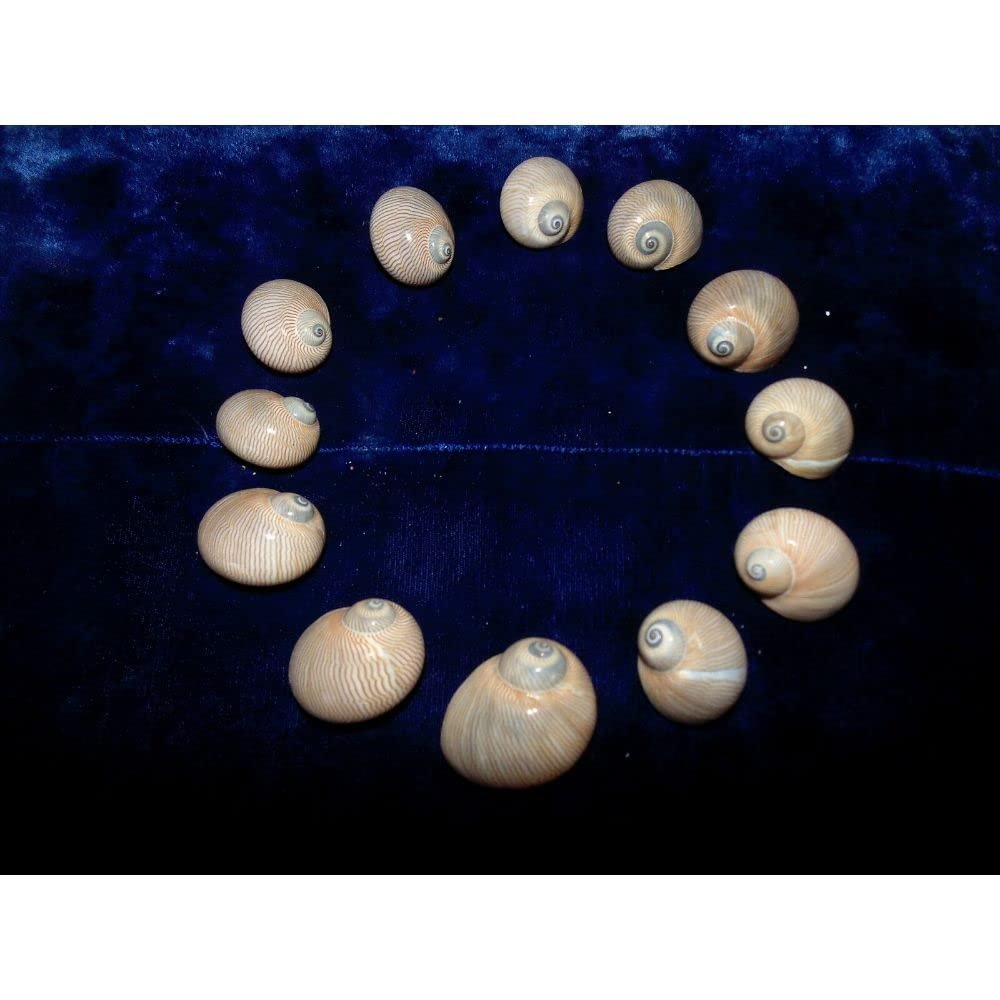 Twelve (12) Natica Lineata Whale Eye Sea Shells 1 to 1-1/2" Decor Craft
