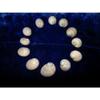 Twelve (12) Natica Lineata Whale Eye Sea Shells 1 to 1-1/2" Decor Craft view 2