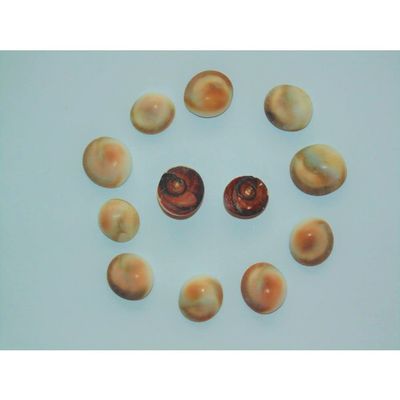 Twelve (12) Tan Cats Eye Shells, Craft Tropical
