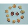 Twelve (12) Tan Cats Eye Shells, Craft Tropical view 2
