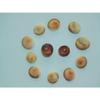 Twelve (12) Tan Cats Eye Shells, Craft Tropical view 3
