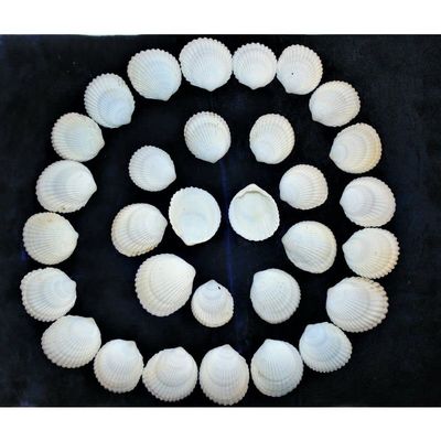 1/2 Pound of Coco Clam Sea Shells, Beach Decor Craft Tropical Nautical Reef