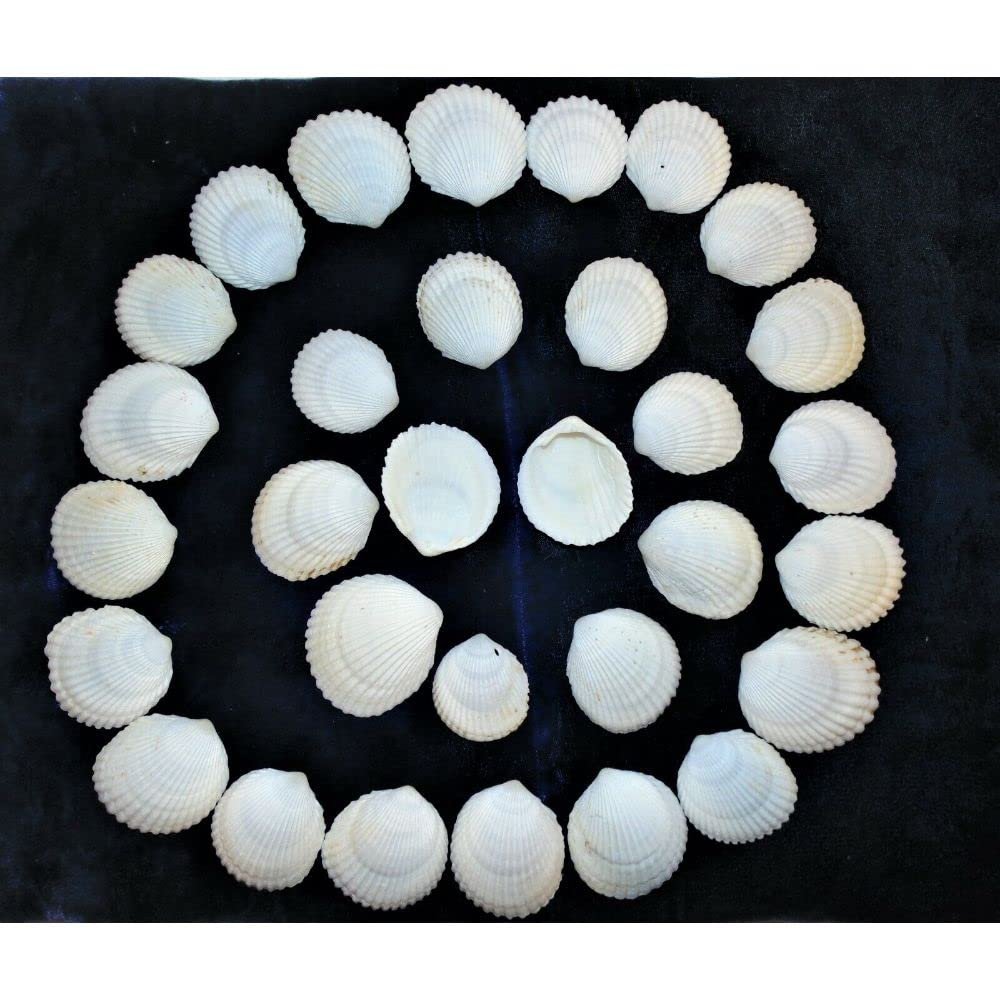1/2 Pound of Coco Clam Sea Shells, Beach Decor Craft Tropical Nautical Reef