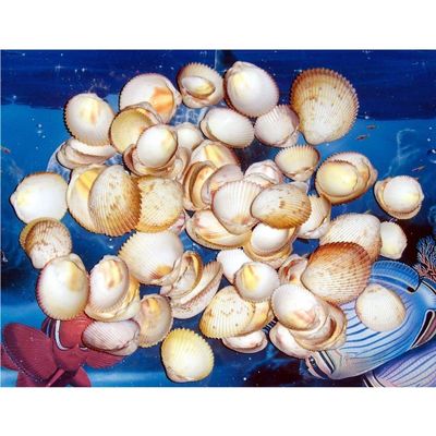 1/2 Pound Strawberry Cockle Sea Shells 1" to 2" Beach Decor Craft