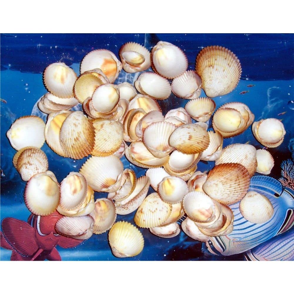 1/2 Pound Strawberry Cockle Sea Shells 1" to 2" Beach Decor Craft