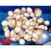 1/2 Pound Strawberry Cockle Sea Shells 1" to 2" Beach Decor Craft view 1