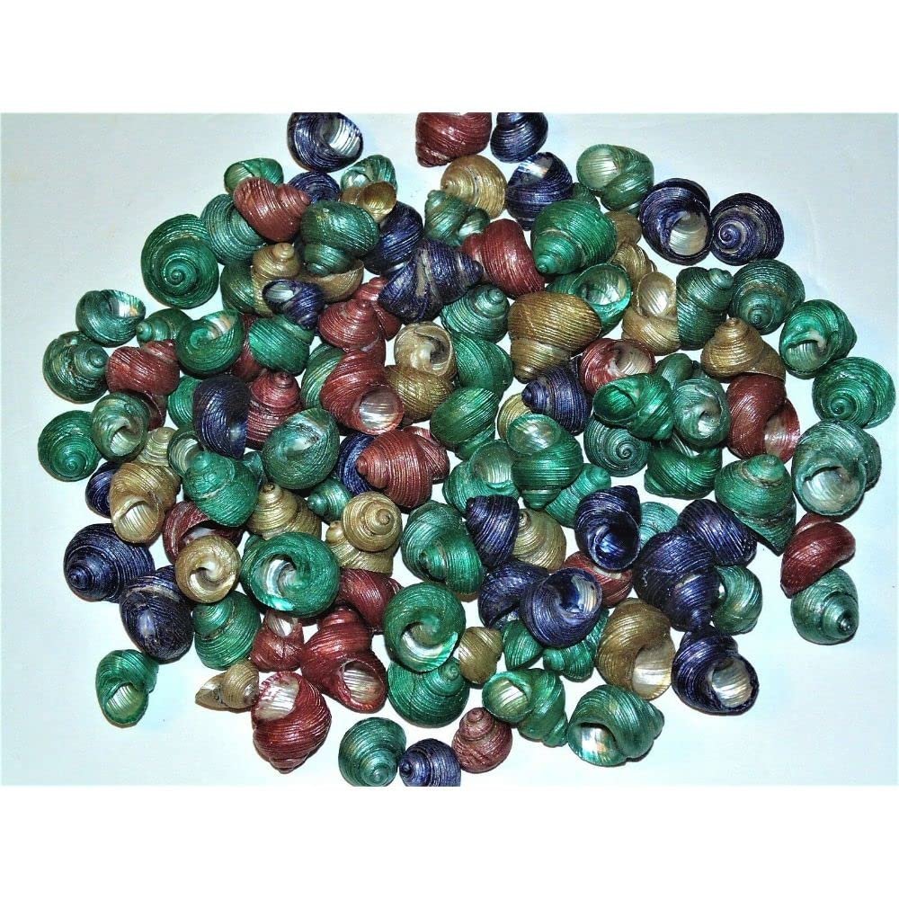 1/2 Pound of Dyed Turbo Euchelus Sea Shells Beach Decor Craft