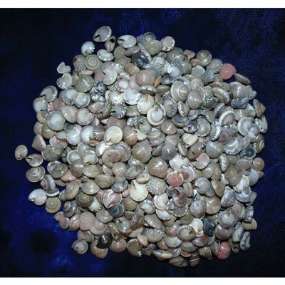1/2 Pound of Black Umbonium Sea Shells, Beach Decor Nautical Craft Tropical