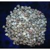 1/2 Pound of Black Umbonium Sea Shells, Beach Decor Nautical Craft Tropical view 1