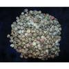 1/2 Pound of Black Umbonium Sea Shells, Beach Decor Nautical Craft Tropical view 2