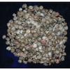 1/2 Pound of Black Umbonium Sea Shells, Beach Decor Nautical Craft Tropical view 3