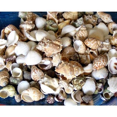 1/2 Pound Medium Indian Ocean Sea Shell Mix 1" to 1-1/4" Craft Nautical