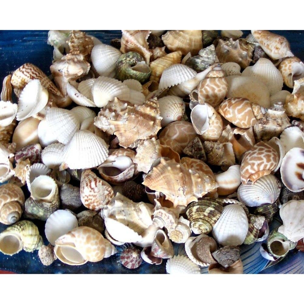1/2 Pound Medium Indian Ocean Sea Shell Mix 1" to 1-1/4" Craft Nautical