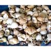 1/2 Pound Medium Indian Ocean Sea Shell Mix 1" to 1-1/4" Craft Nautical view 1