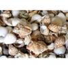 1/2 Pound Medium Indian Ocean Sea Shell Mix 1" to 1-1/4" Craft Nautical view 2