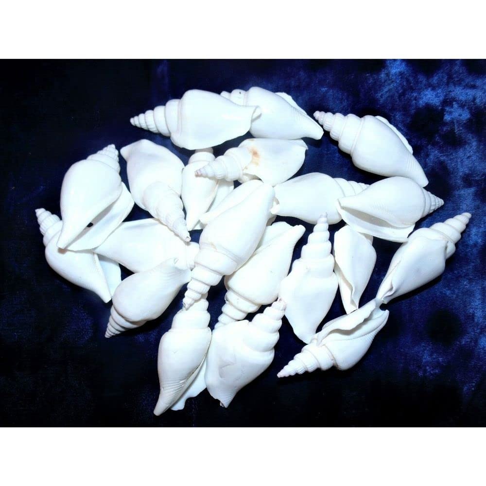 1/2 Pound White Strombus Vittatus Sea Shells 2 to 2-1/2" Beach Decor Craft
