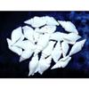 1/2 Pound White Strombus Vittatus Sea Shells 2 to 2-1/2" Beach Decor Craft view 1
