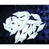 1/2 Pound White Strombus Vittatus Sea Shells 2 to 2-1/2" Beach Decor Craft view 2