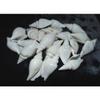 1/2 Pound White Strombus Vittatus Sea Shells 2 to 2-1/2" Beach Decor Craft view 3