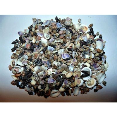 1/2 Pound Extra Small Indian Ocean Mix Sea Shell Up to 7/8" Decor Craft Reef