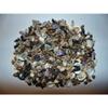 1/2 Pound Extra Small Indian Ocean Mix Sea Shell Up to 7/8" Decor Craft Reef view 3