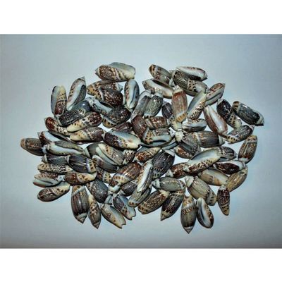 1/2 Pound Small Olive Sea Shells 1-1/4 To1-1/2 Oliva Gibbosa Beach Decor