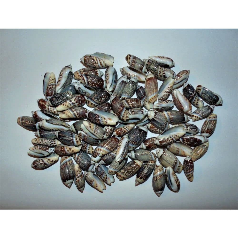 1/2 Pound Small Olive Sea Shells 1-1/4 To1-1/2 Oliva Gibbosa Beach Decor
