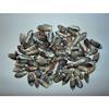 1/2 Pound Small Olive Sea Shells 1-1/4 To1-1/2 Oliva Gibbosa Beach Decor view 1