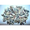 1/2 Pound Small Olive Sea Shells 1-1/4 To1-1/2 Oliva Gibbosa Beach Decor view 2