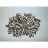 1/2 Pound Small Olive Sea Shells 1-1/4 To1-1/2 Oliva Gibbosa Beach Decor view 3