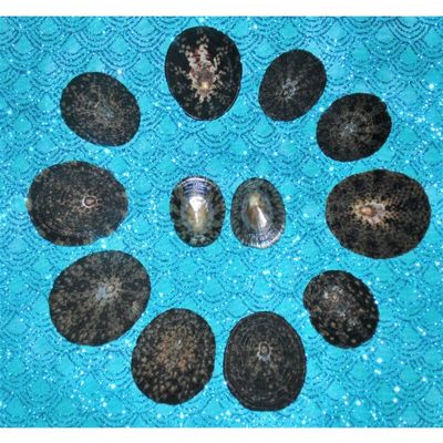 Twelve (12) 1 to 2" Plate Limpets, Snail Sea Shell Craft Tropical