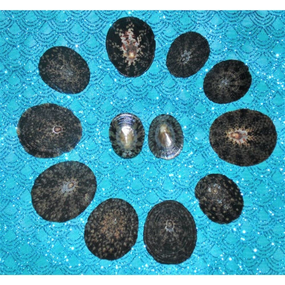Twelve (12) 1 to 2" Plate Limpets, Snail Sea Shell Craft Tropical