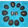 Twelve (12) 1 to 2" Plate Limpets, Snail Sea Shell Craft Tropical view 1