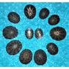 Twelve (12) 1 to 2" Plate Limpets, Snail Sea Shell Craft Tropical view 2
