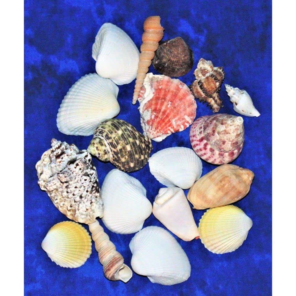 1/2 Pound Large Sea Shell Mix 1" to 3-1/2" Craft Nautical