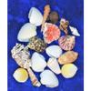 1/2 Pound Large Sea Shell Mix 1" to 3-1/2" Craft Nautical view 1