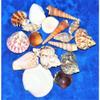 1/2 Pound Large Sea Shell Mix 1" to 3-1/2" Craft Nautical view 2