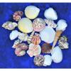 1/2 Pound Large Sea Shell Mix 1" to 3-1/2" Craft Nautical view 3