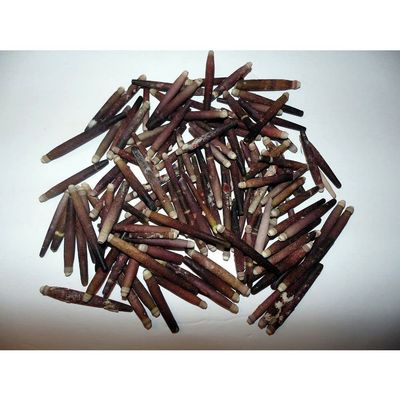 1/2 Pound Sea Urchin Spines 1 to 2-3/4" Sea Shell Decor Craft Reef Nautical
