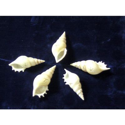 Five (5) White Tibia Star Cut Sea Shell Beach Decor Craft Reef Tropical