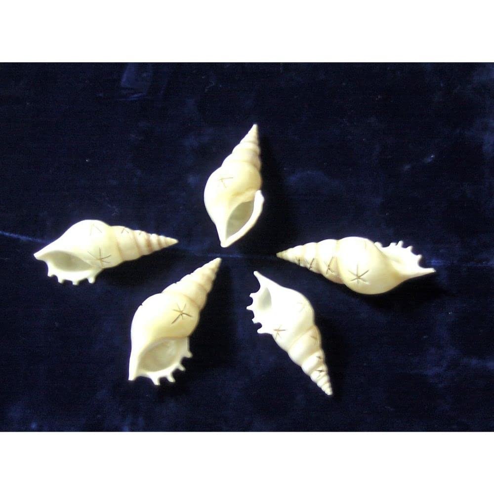 Five (5) White Tibia Star Cut Sea Shell Beach Decor Craft Reef Tropical