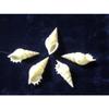 Five (5) White Tibia Star Cut Sea Shell Beach Decor Craft Reef Tropical view 1